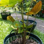 012 Alocasia macrorrhizos – Giant Taro 2 Alocasia macrorrhizos – Giant Taro