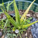 022 Aloe vera – Aloe 4 Aloe vera