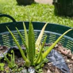 022 Aloe vera – Aloe 3 Aloe vera (ว่านหางจระเข้), Thai medicinal succulent with thick green leaves and healing gel inside.