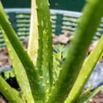 022 Aloe vera – Aloe 2 Aloe vera-3