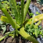 022 Aloe vera – Aloe 1 Aloe vera-4