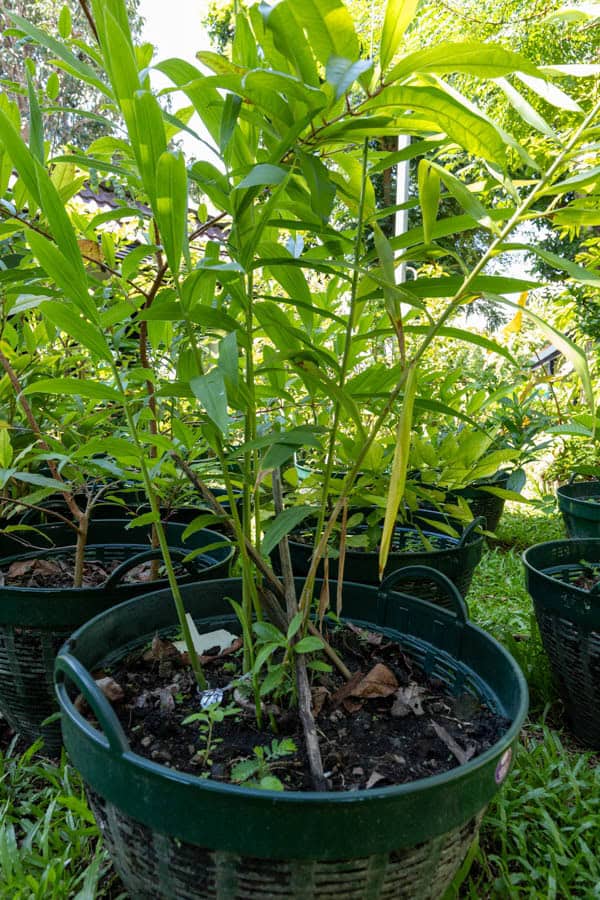 Thai Medicinal Herb Garden Plant Index | Kamala Beach Estate 72 Alpinia galanga – Galangal (ข่า), Thai medicinal rhizome with tall green stems and narrow aromatic leaves.