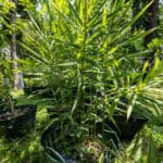 Alpinia galanga – Galangal (ข่า), Thai medicinal plant with upright stems and long lance-shaped leaves.