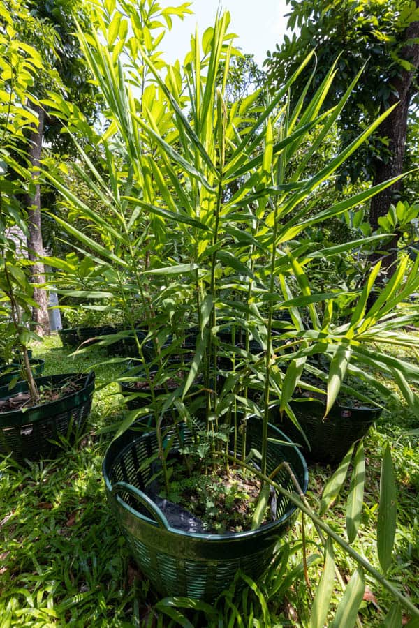 Thai Medicinal Herb Garden Plant Index | Kamala Beach Estate 56 Alpinia galanga – Galangal (ข่า), Thai medicinal plant with upright stems and long lance-shaped leaves.