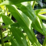 Alpinia galanga-3