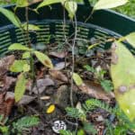 Alstonia scholaris