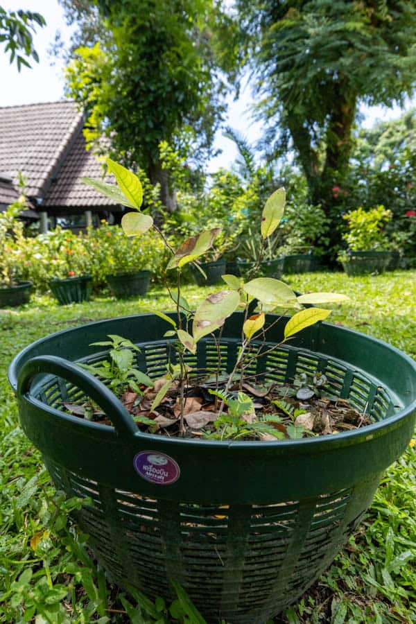 Thai Medicinal Herb Garden Plant Index | Kamala Beach Estate 36 Alstonia scholaris – Devil Tree (ตีนเป็ด), young Thai medicinal tree with simple glossy leaves and pale venation.