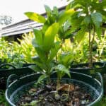 Alstonia scholaris – Devil’s Tree (ตีนเป็ด), Thai medicinal tree with elongated glossy leaves in whorls.