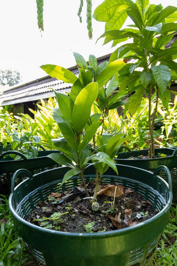 Thai Medicinal Herb Garden Plant Index | Kamala Beach Estate 62 Alstonia scholaris – Devil’s Tree (ตีนเป็ด), Thai medicinal tree with elongated glossy leaves in whorls.
