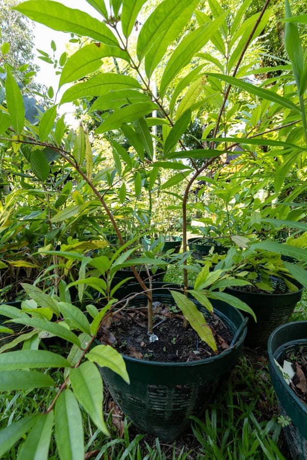 Thai Medicinal Herb Garden Plant Index | Kamala Beach Estate 71 Alstonia scholaris – Devil’s Tree (ตีนเป็ด), young Thai medicinal tree with smooth bark and glossy lanceolate leaves.