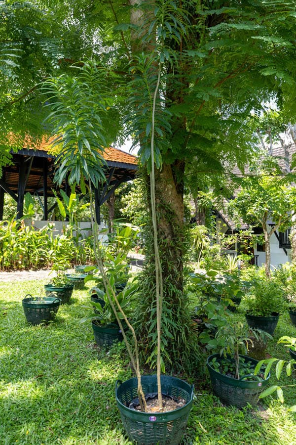 Thai Medicinal Herb Garden Plant Index | Kamala Beach Estate 32 Alstonia scholaris – Devil Tree (พญาสัตบรรณ), tall Thai medicinal tree with slender leaves and pale bark used in fever and respiratory treatments.