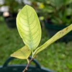 Alstonia scholaris-3
