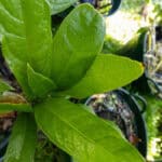 Alstonia scholaris-3