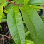 Alstonia scholaris-3