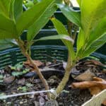 Alstonia scholaris
