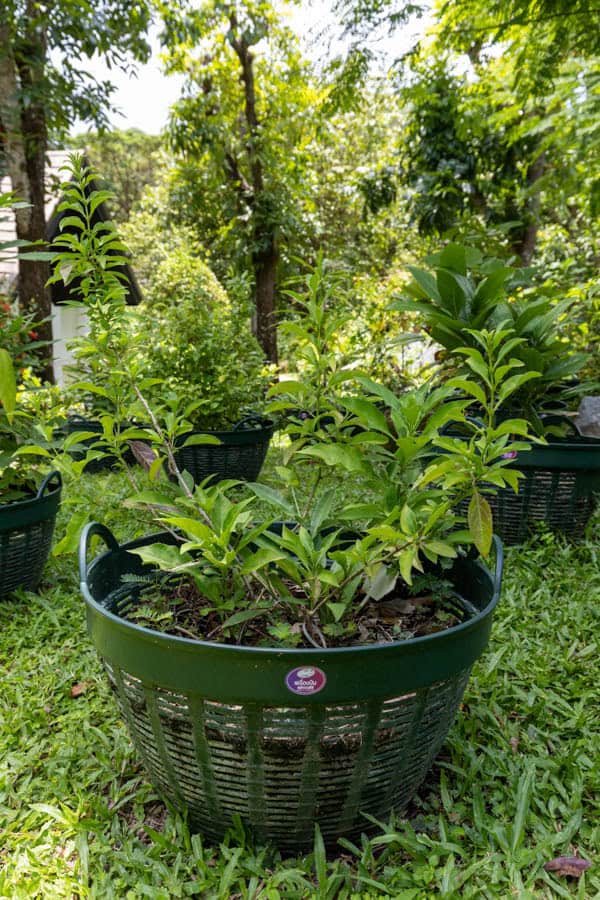 Thai Medicinal Herb Garden Plant Index | Kamala Beach Estate 23 Andrographis paniculata – ฟ้าทะลายโจร (Green Chiretta), Thai medicinal herb with narrow green leaves cultivated in the KBE Herb Garden.