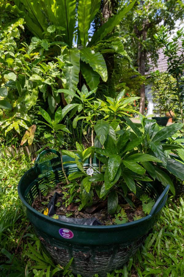 Thai Medicinal Herb Garden Plant Index | Kamala Beach Estate 57 Andrographis paniculata – Green Chiretta (ฟ้าทะลายโจร), Thai medicinal plant with slender green leaves and upright stems.