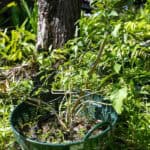 090 Andrographis paniculata – Green Chiretta (ฟ้าทะลายโจร / Fah Talai Jone) 2 Andrographis paniculata-2