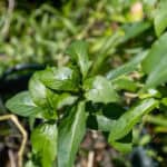 090 Andrographis paniculata – Green Chiretta (ฟ้าทะลายโจร / Fah Talai Jone) 1 Andrographis paniculata – Green Chiretta (ฟ้าทะลายโจร), Thai medicinal plant with narrow green leaves used for fever and immune support.