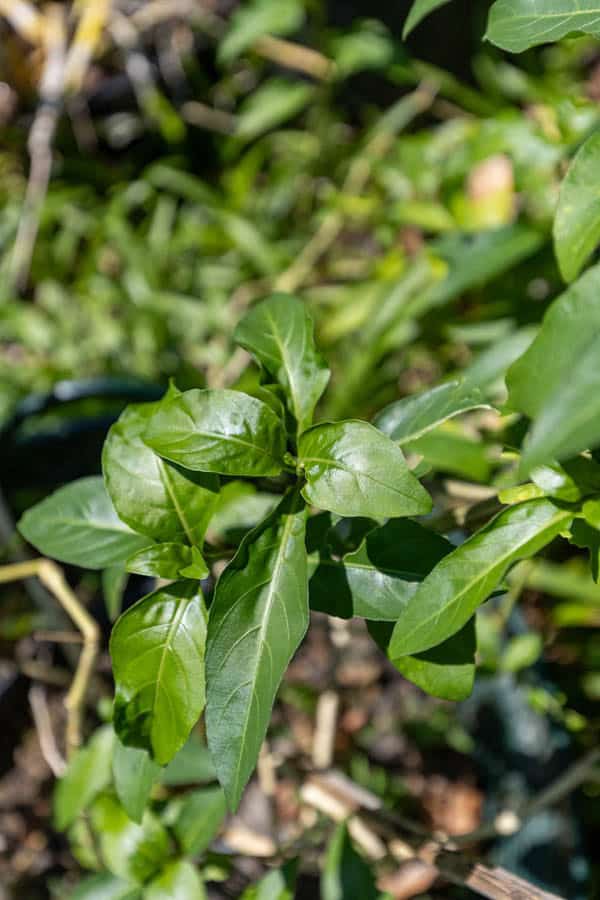 Thai Medicinal Herb Garden Plant Index | Kamala Beach Estate 89 Andrographis paniculata – Green Chiretta (ฟ้าทะลายโจร), Thai medicinal plant with narrow green leaves used for fever and immune support.