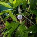 057 Andrographis paniculata – Green Chiretta (ฟ้าทะลายโจร) 1 Andrographis paniculata
