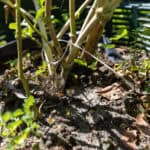 090 Andrographis paniculata – Green Chiretta (ฟ้าทะลายโจร / Fah Talai Jone) 3 Andrographis paniculata