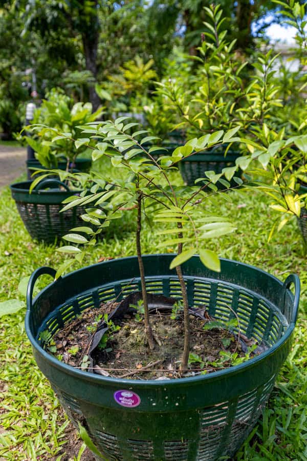 Thai Medicinal Herb Garden Plant Index | Kamala Beach Estate 1 Andrographis paniculata plant – Green Chiretta (ฟ้าทะลายโจร), Thai medicinal herb with bitter leaves used in traditional medicine.