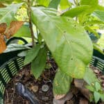 030 Annona squamosa – Sugar Apple 3 Annona squamosa