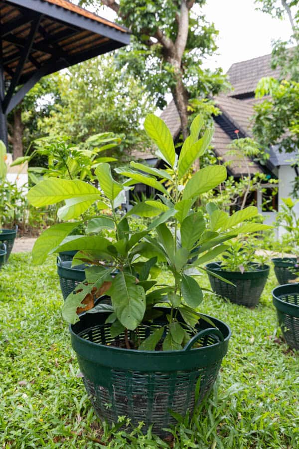Thai Medicinal Herb Garden Plant Index | Kamala Beach Estate 30 Annona squamosa – Sugar Apple (น้อยหน่า), Thai medicinal tree with broad green leaves and sweet edible fruit used in traditional medicine.