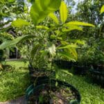055 Artocarpus heterophyllus – Jackfruit (ขนุน) 2 Artocarpus heterophyllus – Jackfruit (ขนุน), Thai medicinal tree with large glossy leaves and edible fruit.
