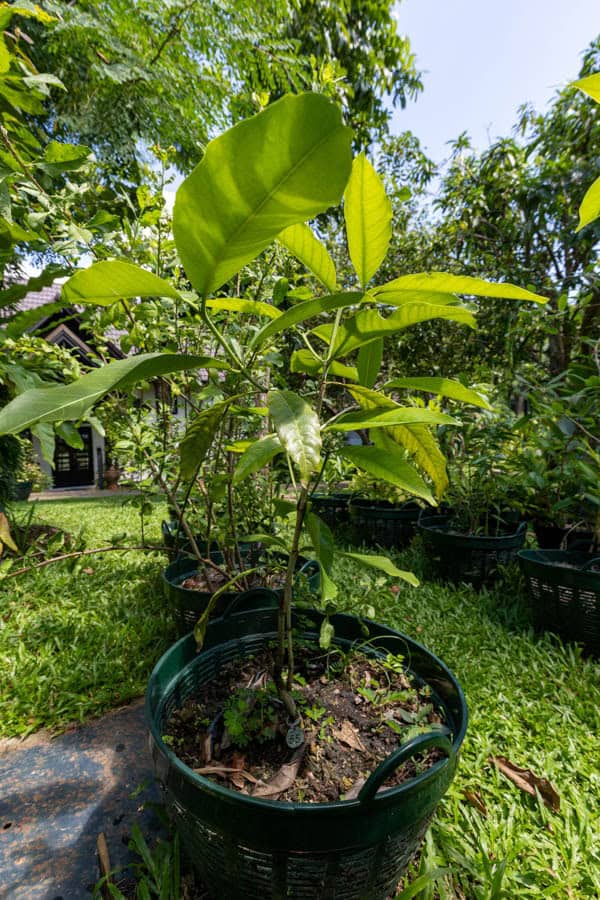 Thai Medicinal Herb Garden Plant Index | Kamala Beach Estate 55 Artocarpus heterophyllus – Jackfruit (ขนุน), Thai medicinal tree with large glossy leaves and edible fruit.