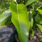 055 Artocarpus heterophyllus – Jackfruit (ขนุน) 1 Artocarpus heterophyllus – Jackfruit (ขนุน), Thai medicinal tree with large glossy leaves and edible fruit.