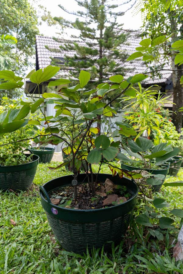 Thai Medicinal Herb Garden Plant Index | Kamala Beach Estate 25 Bauhinia variegata – Orchid Tree (ชงโค), Thai medicinal shrub with bilobed leaves and purple orchid-like flowers.