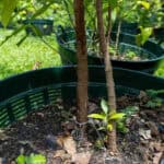 046 Cinnamomum verum – True Cinnamon (อบเชย) 3 Cinnamomum verum