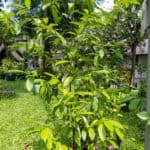 046 Cinnamomum verum – True Cinnamon (อบเชย) 2 Cinnamomum verum-2