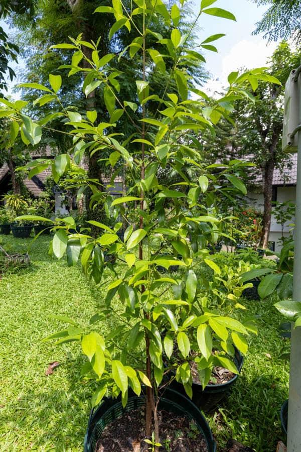 Thai Medicinal Herb Garden Plant Index | Kamala Beach Estate 46 Cinnamomum verum 2 1