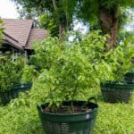 Cinnamomum verum-2