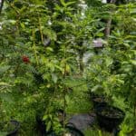 050 Cinnamomum verum – True Cinnamon (อบเชย) 2 Cinnamomum verum – True Cinnamon (อบเชย), Thai medicinal tree with glossy leaves used for its aromatic bark.