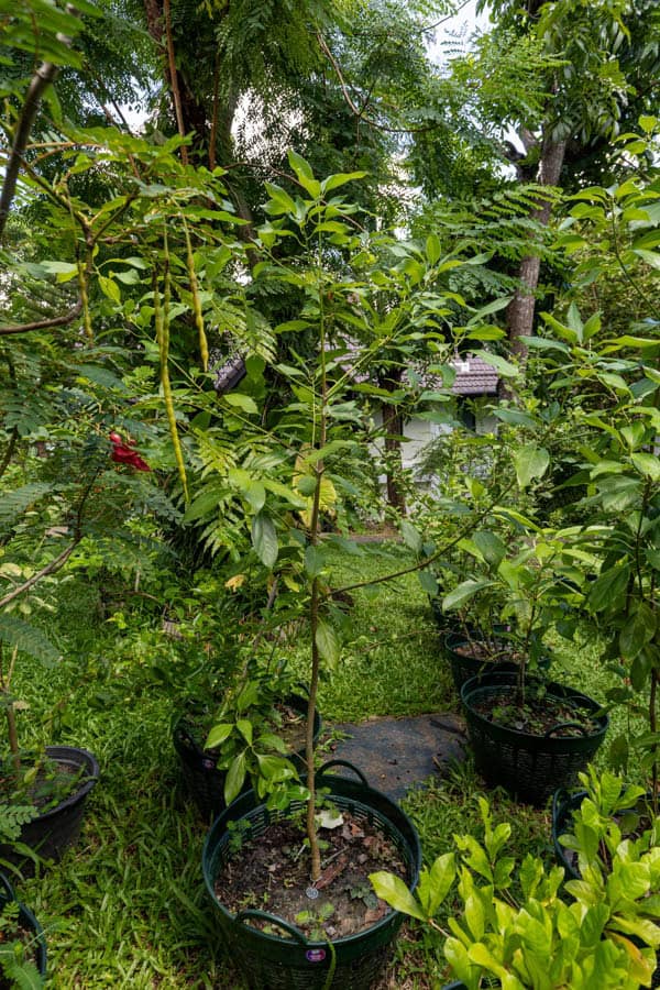 Thai Medicinal Herb Garden Plant Index | Kamala Beach Estate 50 Cinnamomum verum – True Cinnamon (อบเชย), Thai medicinal tree with glossy leaves used for its aromatic bark.