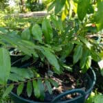 Cinnamomum verum – True Cinnamon (อบเชย), young Thai medicinal tree with smooth bark and glossy lanceolate leaves.