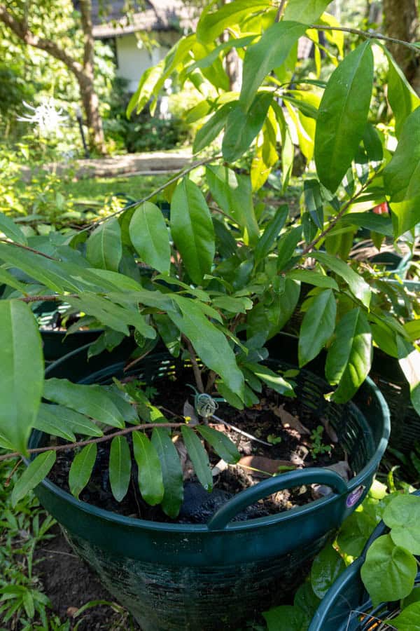 Thai Medicinal Herb Garden Plant Index | Kamala Beach Estate 75 Cinnamomum verum – True Cinnamon (อบเชย), young Thai medicinal tree with smooth bark and glossy lanceolate leaves.