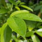 046 Cinnamomum verum – True Cinnamon (อบเชย) 1 Cinnamomum verum – True Cinnamon (อบเชย), Thai aromatic tree with smooth bark and glossy lance-shaped leaves.
