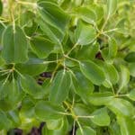 Cinnamomum verum-3
