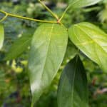 050 Cinnamomum verum – True Cinnamon (อบเชย) 1 Cinnamomum verum-3