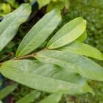 Cinnamomum verum-3