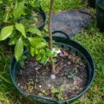 050 Cinnamomum verum – True Cinnamon (อบเชย) 3 Cinnamomum verum