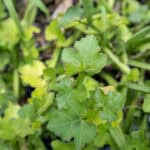 Cissus quadrangularis-3