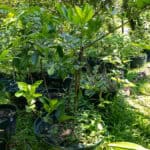 Citrus aurantiifolia, มะนาว, Key lime, Thai medicinal plant, digestion aid, vitamin C source, KBE Thai Medicinal Herb Garden