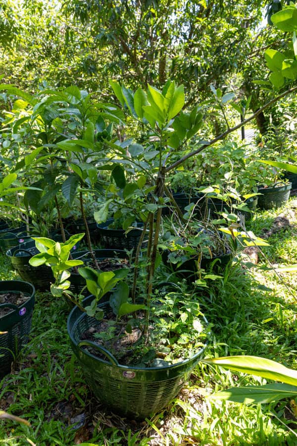 Thai Medicinal Herb Garden Plant Index | Kamala Beach Estate 60 Citrus aurantiifolia, มะนาว, Key lime, Thai medicinal plant, digestion aid, vitamin C source, KBE Thai Medicinal Herb Garden
