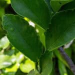 Citrus aurantiifolia-3